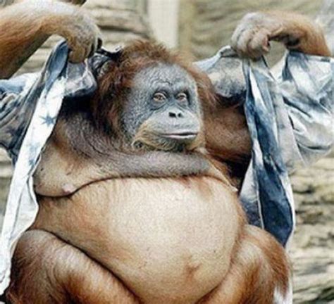 fat funny monkey